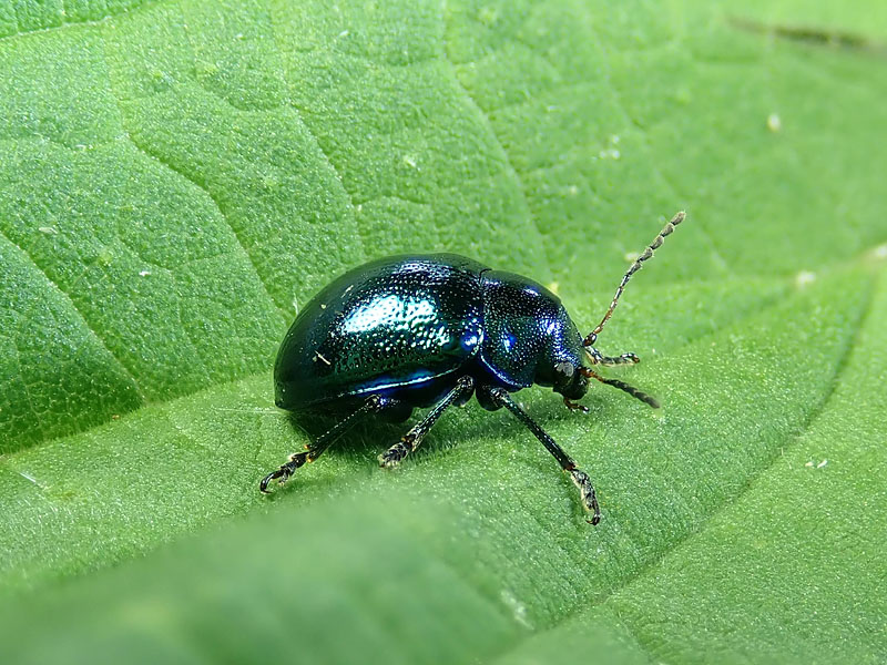 Chrysomelidae: Colasposoma dauricum ? S.